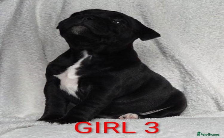 Staffordshire Bull Terrier dogs - Advert 5