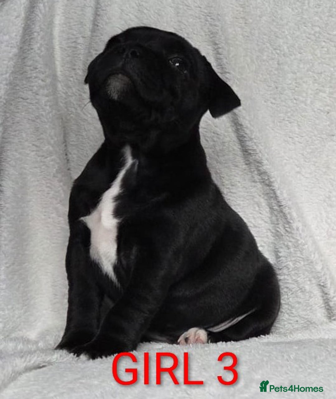 Staffordshire Bull Terrier dogs for sale: KC registered Champions Bloodline Show Quality  - Image 1