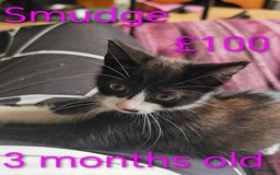 Khao Manee cats for sale: Mixed price Khao Manee kittens  - Image 8