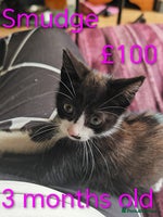 Mixed Breed cats - Advert 10