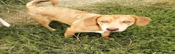 Mixed Breed dogs for adoption:  💙PRINCE💙: 8-month-old small-/low-medium boy - Advert 8
