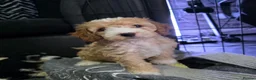 Cockapoo dogs for sale: READY NOW - 2 Gorgeous Female Cockapoo Puppies - Advert 6