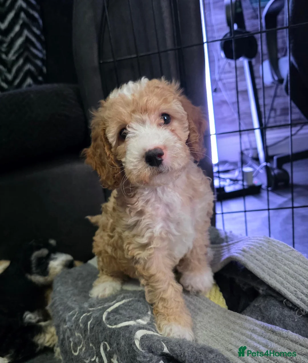 Cockapoo dogs for sale: READY NOW - 2 Gorgeous Female Cockapoo Puppies - Advert 6