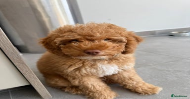 Cockapoo dogs - Advert 9