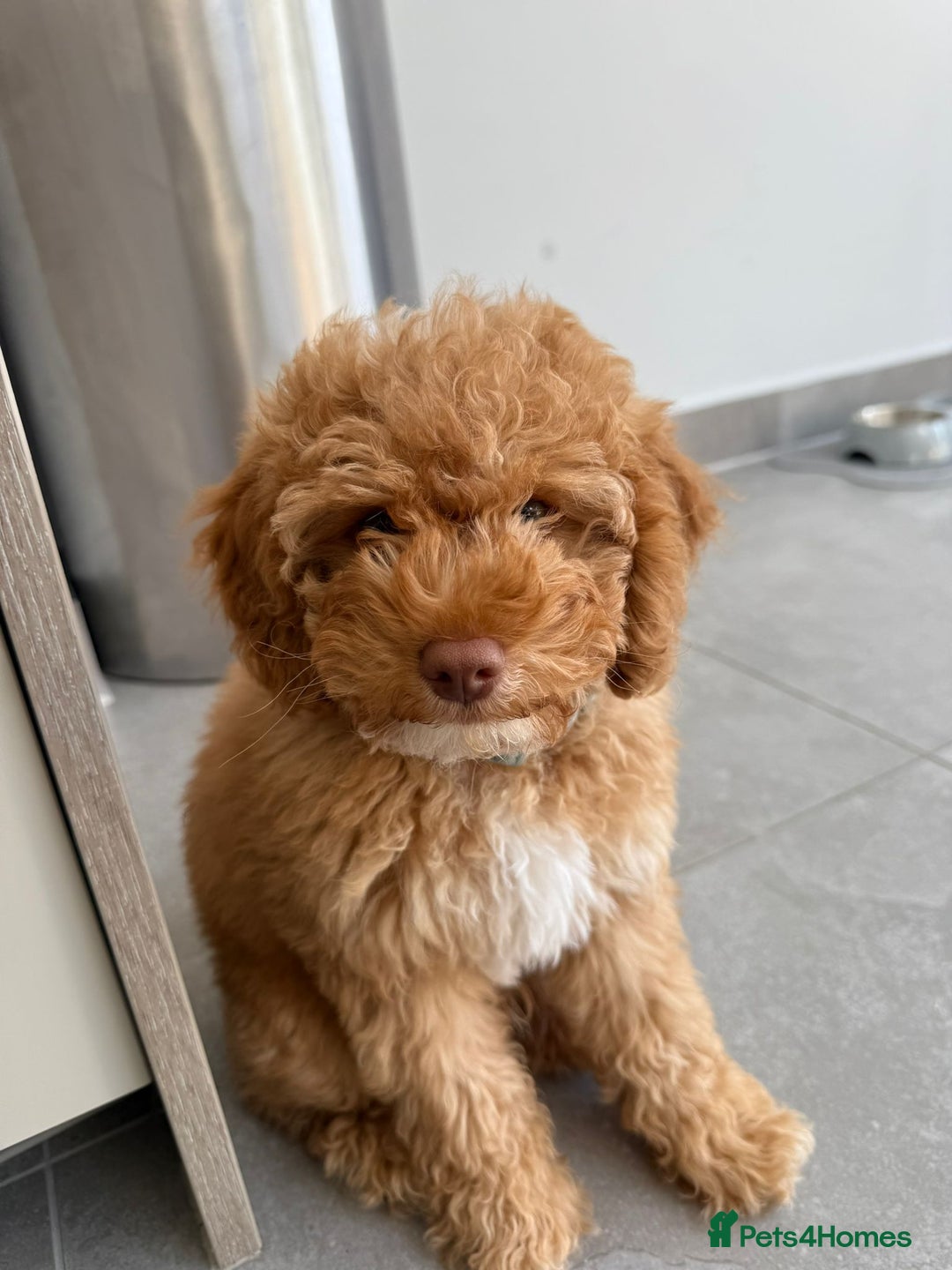 Cockapoo dogs for sale:  Toy Cockapoo - Image 3