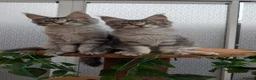 Maine Coon cats for sale: Stunning Maine coon kittens  - Advert 8