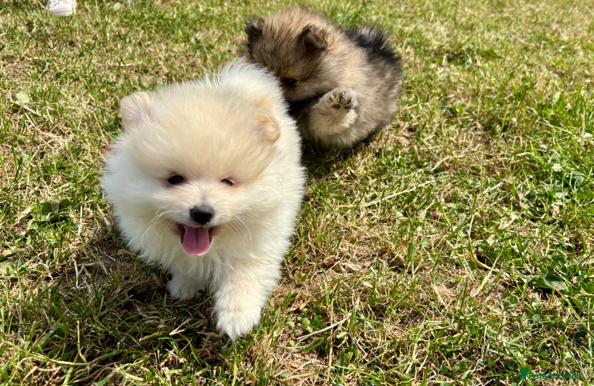 Pomeranian dogs Beautiful pups looking for forever homes - Advert 1