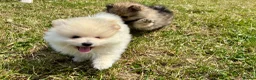 Pomeranian dogs for sale: Beautiful pups looking for forever homes - Advert 1