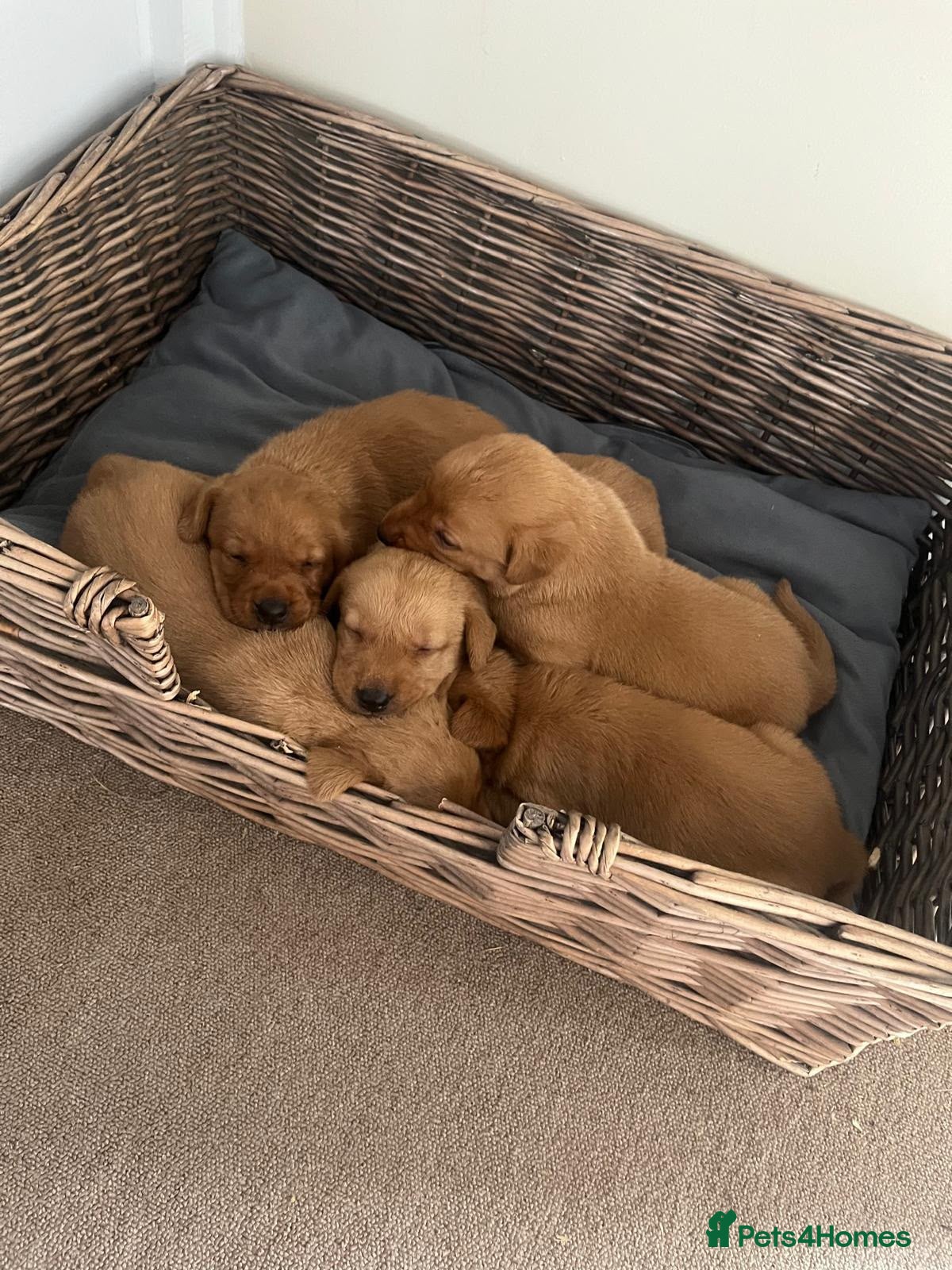 Labrador Retriever dogs PLAYFUL DEEP FOX RED LITTER, FULLY HEALTH TESTED - Advert 10
