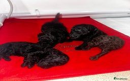 Toy Poodle dogs for sale: Waiting list for Kc toy poodles health tested - Image 9