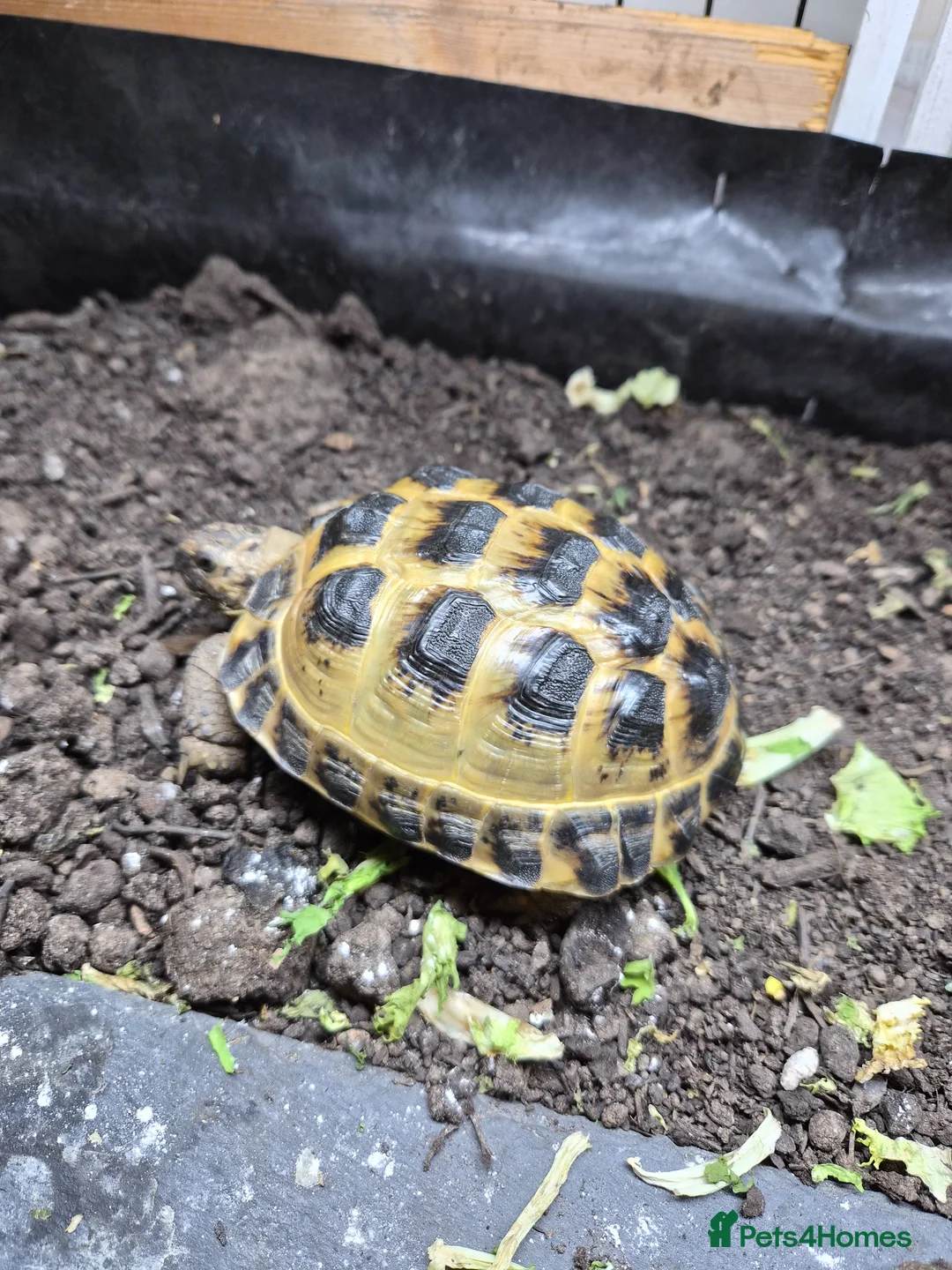 Tortoise reptiles for sale: Horsefield tortoises  - Advert 2
