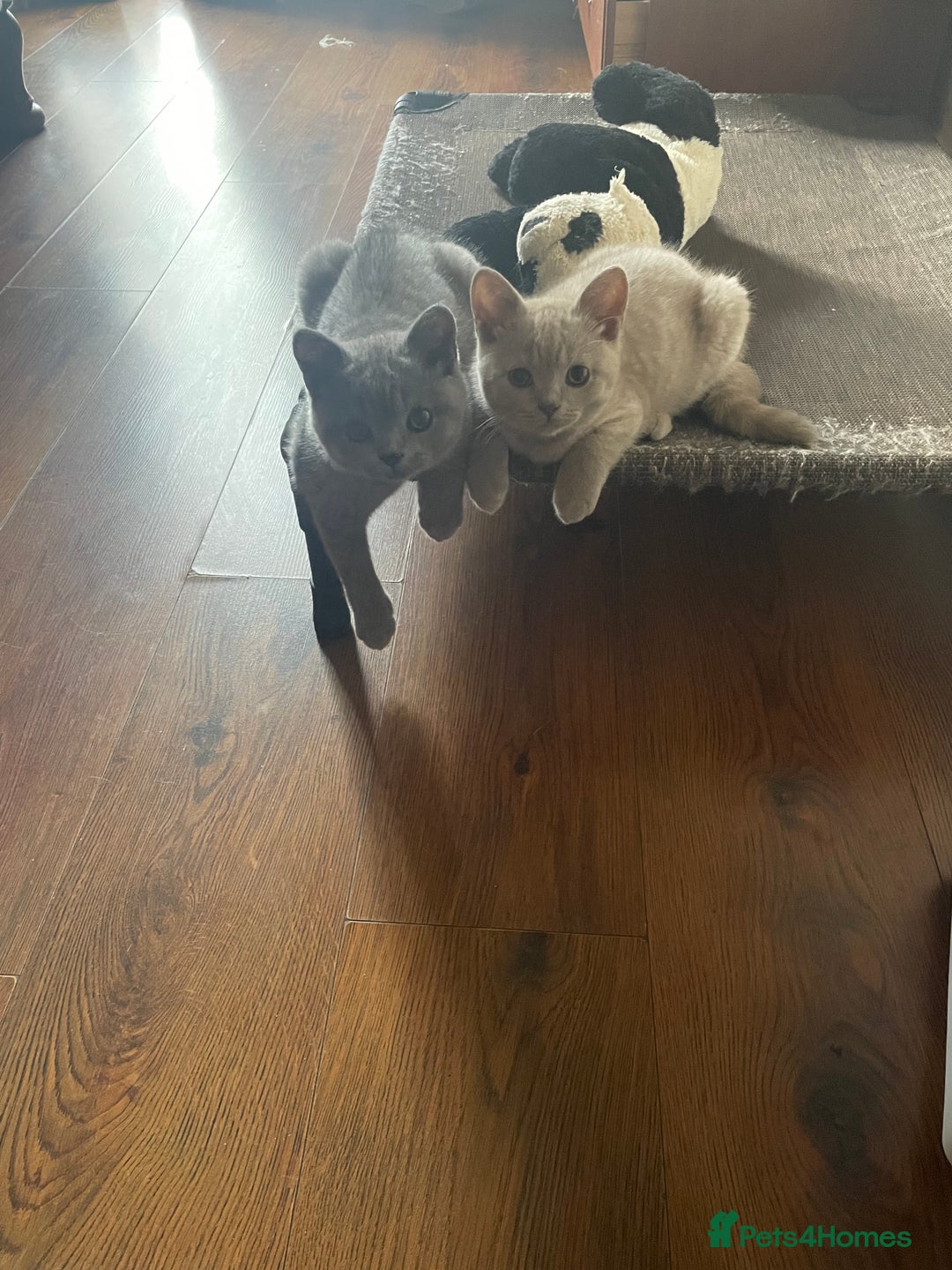 British Shorthair cats for sale: Beautiful British blue Kittens in Sheffield - Image 21
