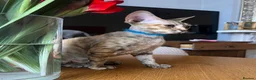 Devon Rex cats for sale: ❤️ OUR LAST GIRL FROM OUR SPRING LITTER  - Advert 25