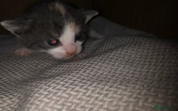 Mixed Breed cats for sale: 5 kittens for sale - Image 6