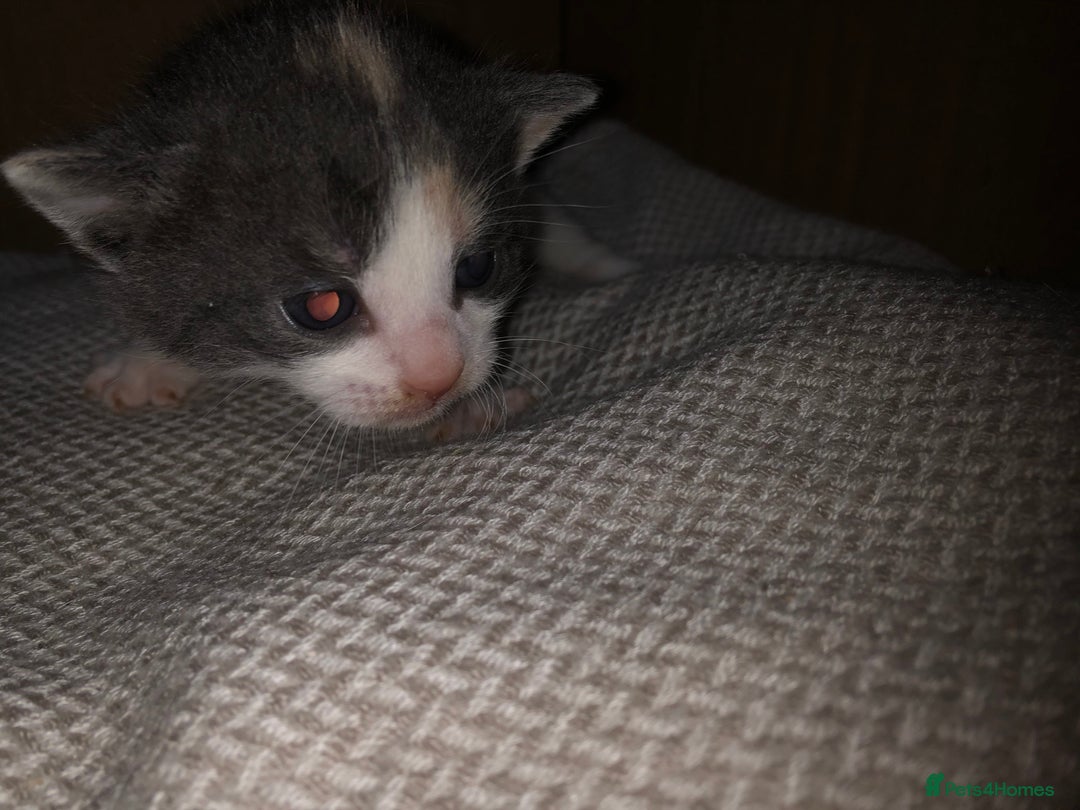 Mixed Breed cats for sale: 5 kittens for sale - Image 6