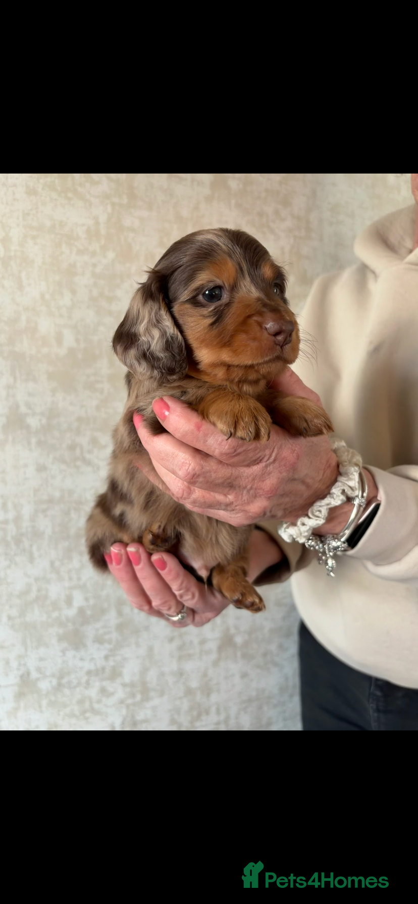 Dachshund dogs Miniature pedigree dachshund puppies  - Advert 13