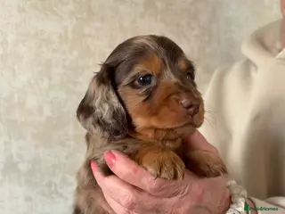 Dachshund dogs Miniature pedigree dachshund puppies - Advert 13