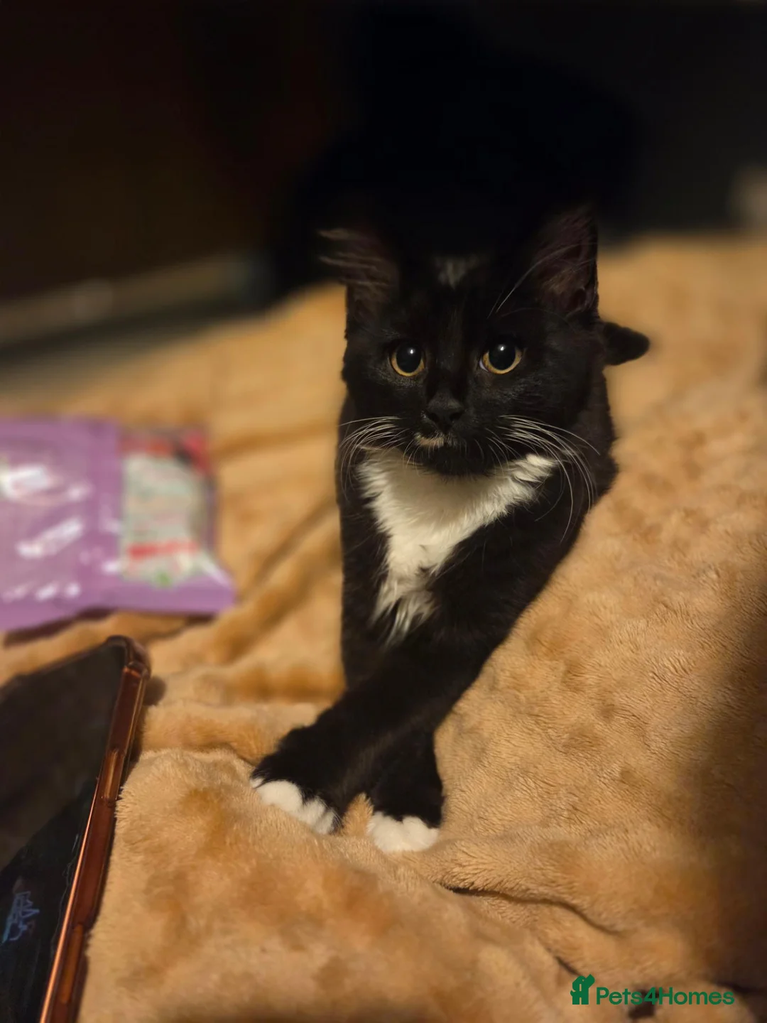 Mixed Breed cats for sale: Bandit  - Advert 1