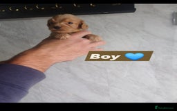 Cockapoo dogs for sale: Adorable Cockapoo’s - Image 9