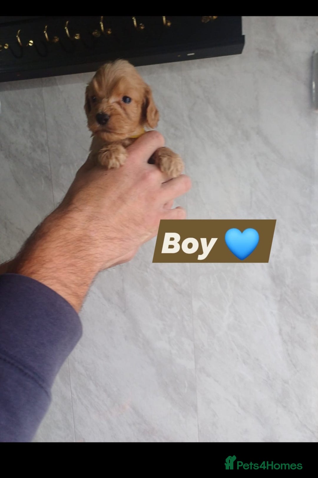 Cockapoo dogs for sale: Adorable Cockapoo’s - Image 9