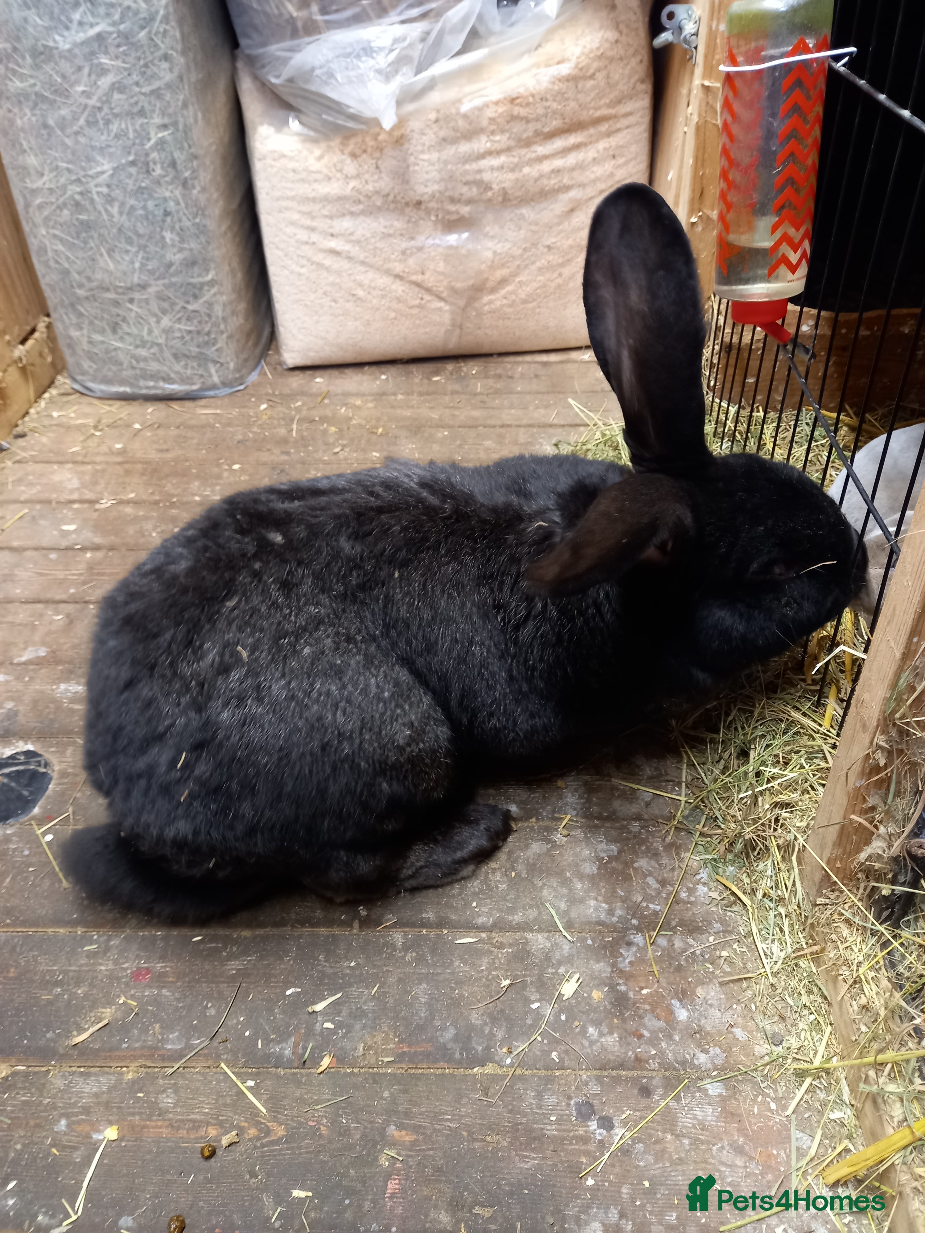 Continental Giant rabbits Continental giant  - Advert 3