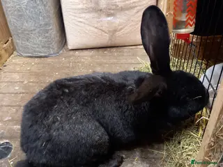 Continental Giant rabbits Continental giant - Advert 3