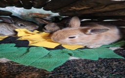 Rex rabbits for sale: Mini rex ready to leave now!! - Image 12