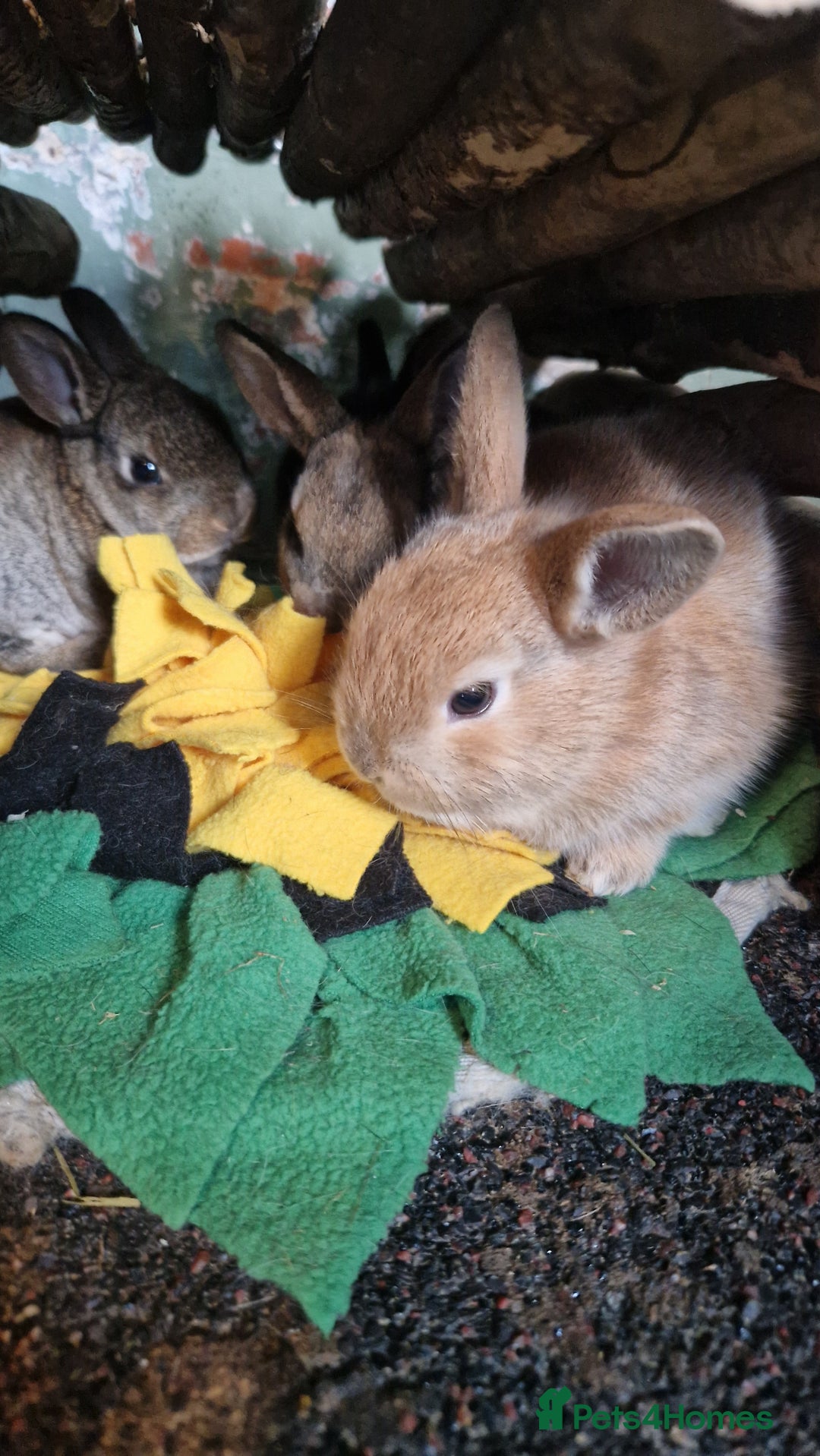 Rex rabbits for sale: Mini rex ready to leave now!! - Image 12