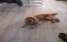 Cocker Spaniel dogs for sale: KC reg show cocker spaniel puppies in Wisbech - Image 14