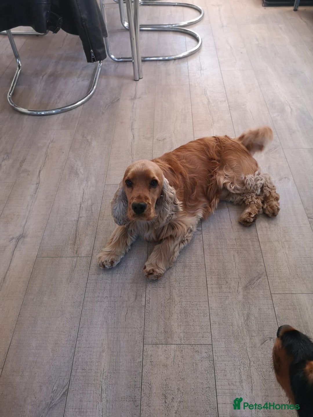 Cocker Spaniel dogs for sale: KC reg show cocker spaniel puppies in Wisbech - Image 14