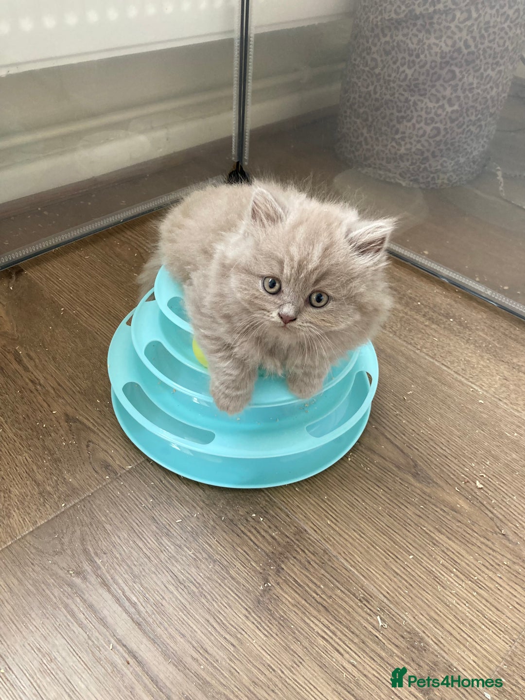 British Shorthair cats for sale: British Short Hair/ British Longhair 🐾 in Manchester - Image 3