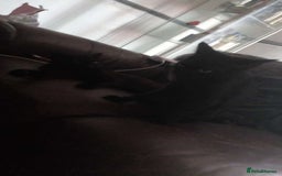 Mixed Breed cats for sale: Mufasa and scar  - Image 5