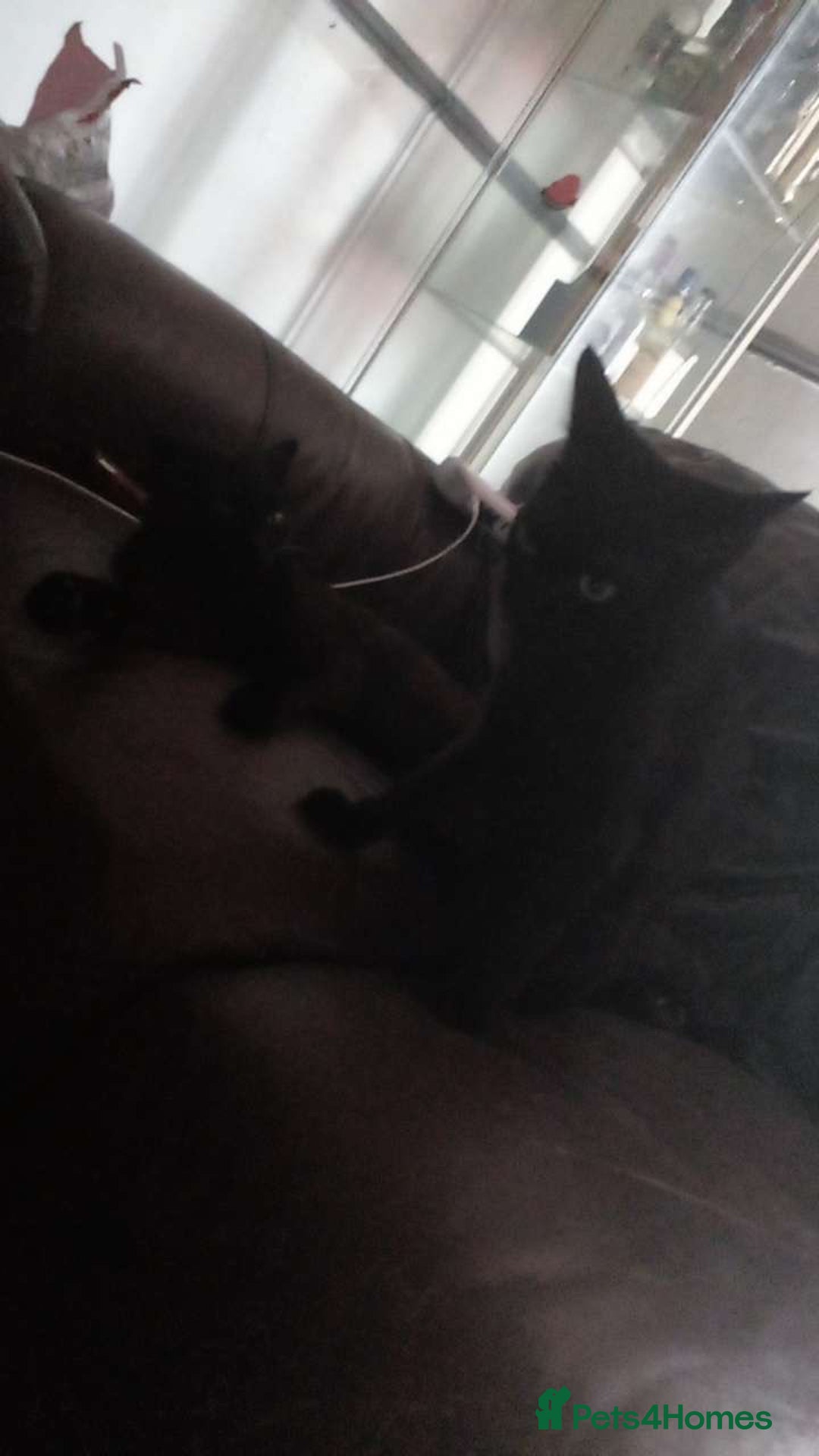 Mixed Breed cats for sale: Mufasa and scar  - Image 5