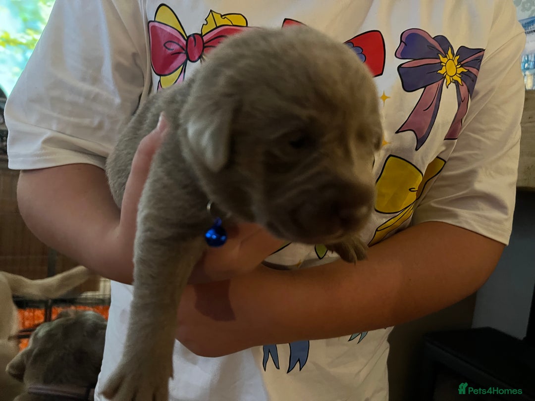 Labrador Retriever dogs for sale: Kc dna clear silver Labrador pups  - Advert 25