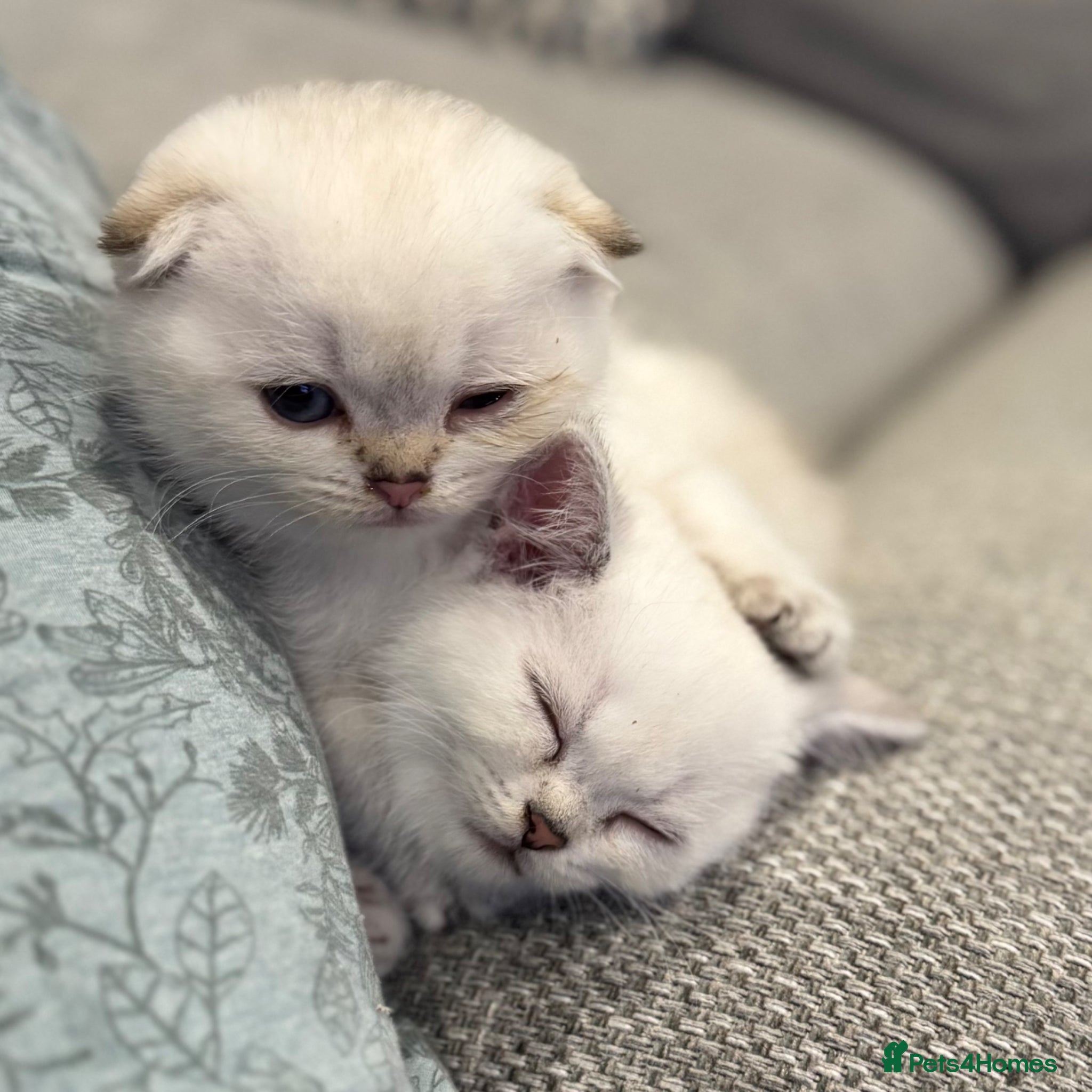 Scottish Fold cats Petite Scottish Folds white/blue eyes! Ready 01/05 - Advert 4