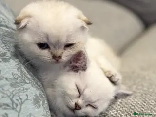 Scottish Fold cats Petite Scottish Folds white/blue eyes! Ready 01/05 - Advert 4