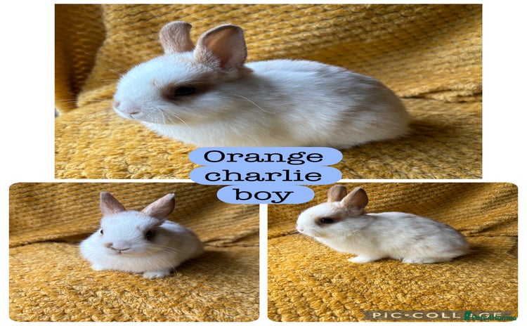 Netherland Dwarf rabbits - Advert 2