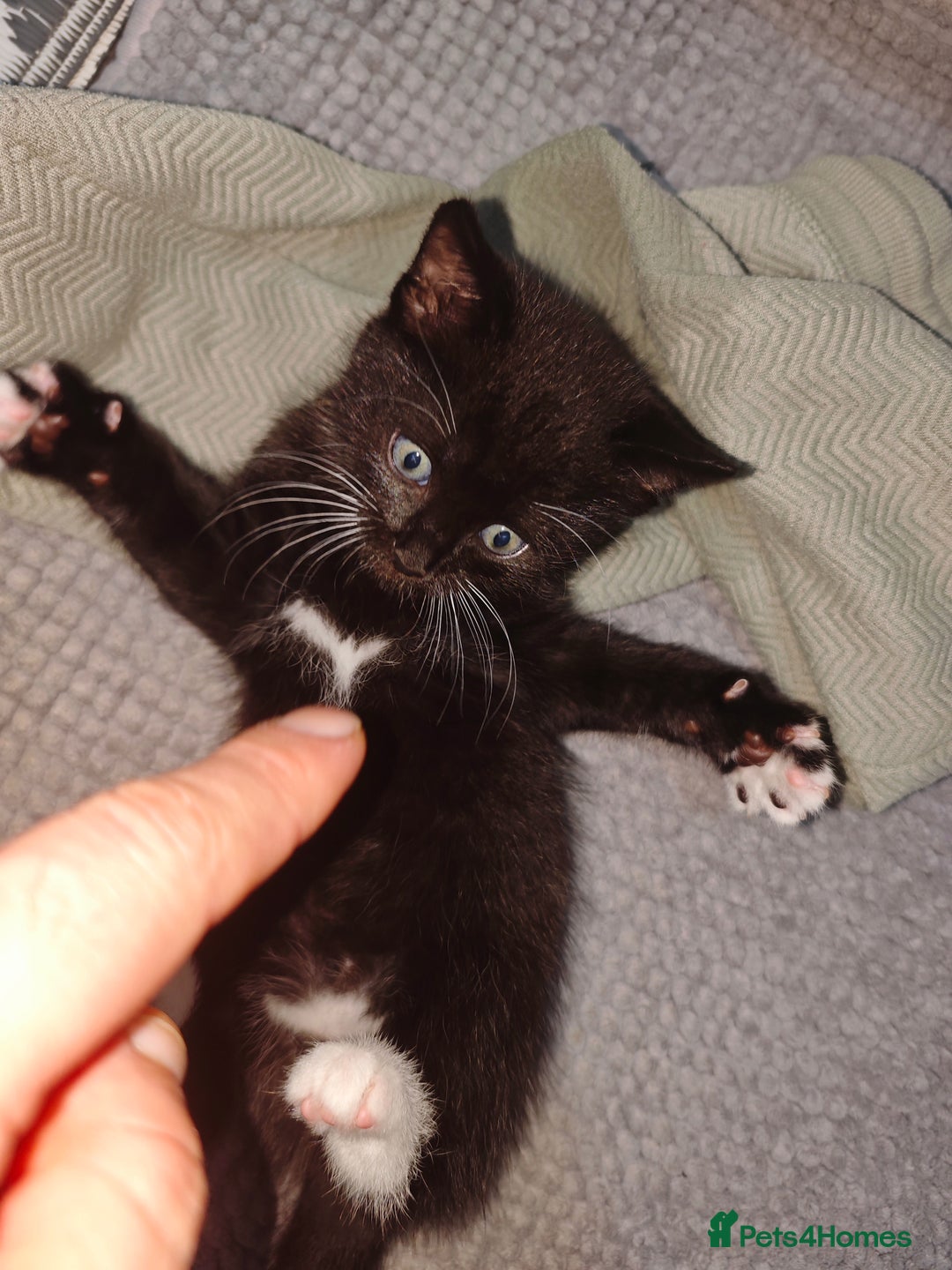 Ragdoll cats for sale: Ragdoll 3kittens😻😺😻 - Advert 6