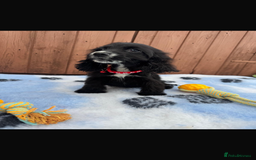 Cocker Spaniel dogs for sale: Show type cocker spaniel puppy’s  - Image 5