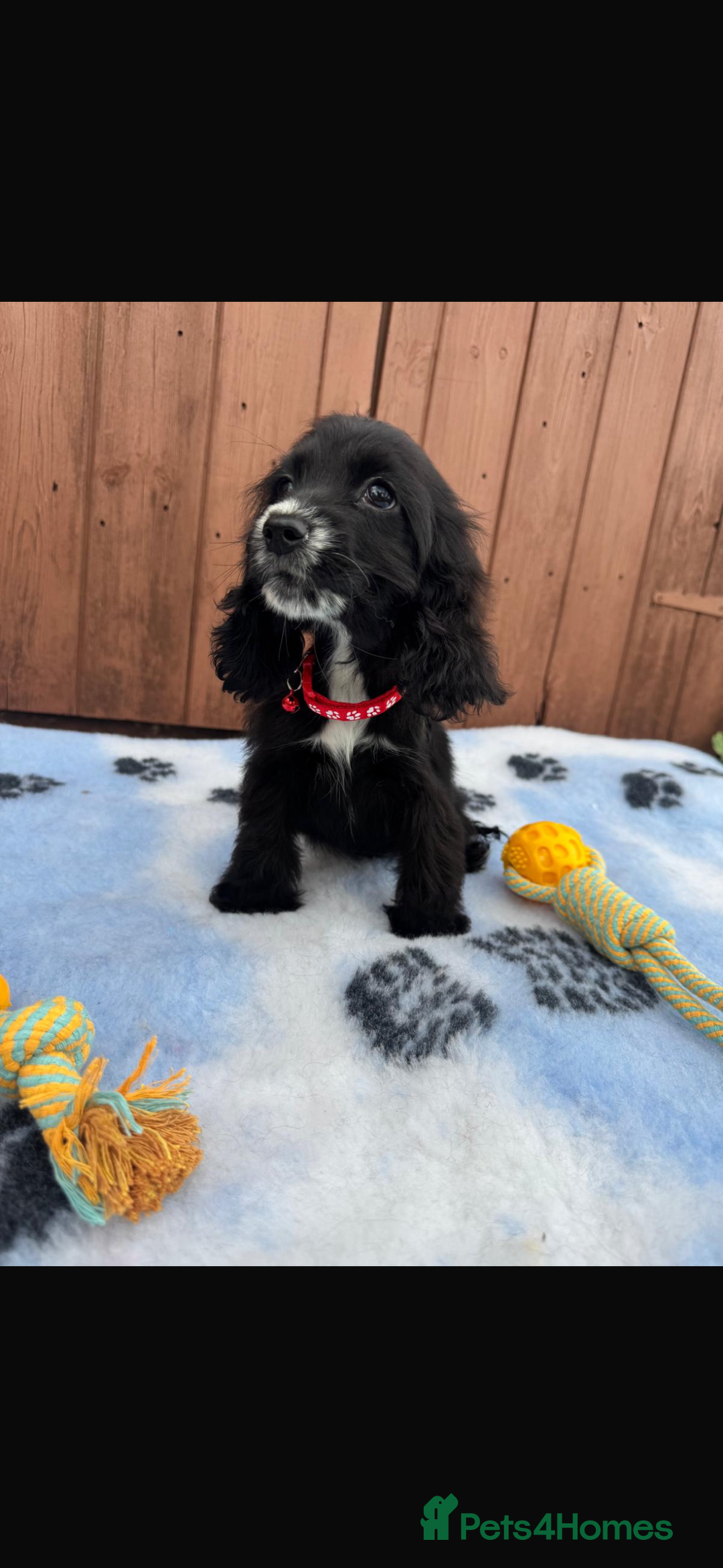 Cocker Spaniel dogs for sale: Show type cocker spaniel puppy’s  - Image 5