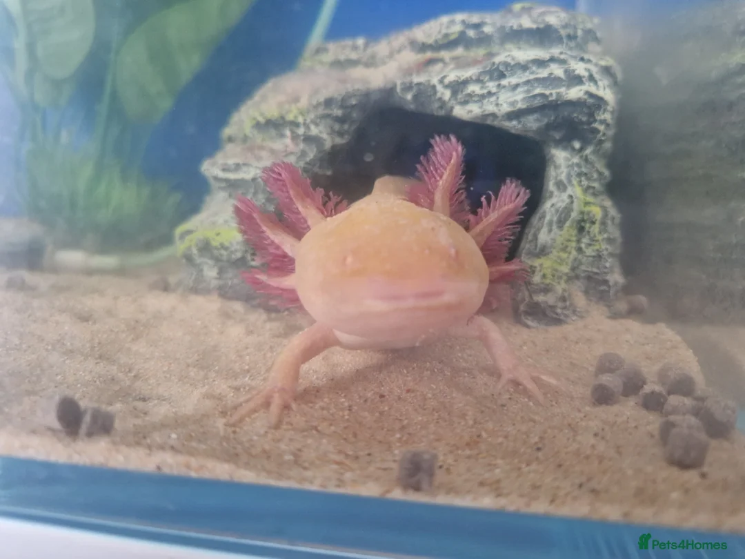 Axolotl reptiles for sale: 2x Axolotls and set up! - Advert 2