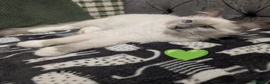 green collar boy , blue point mitted 