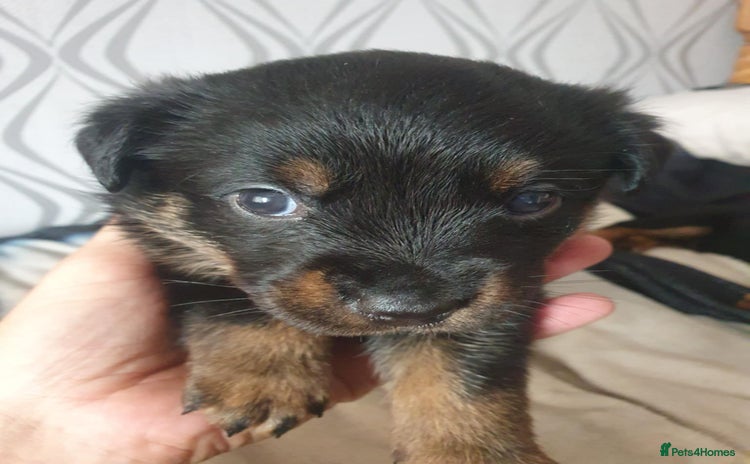 Mixed Breed dogs - Advert 11