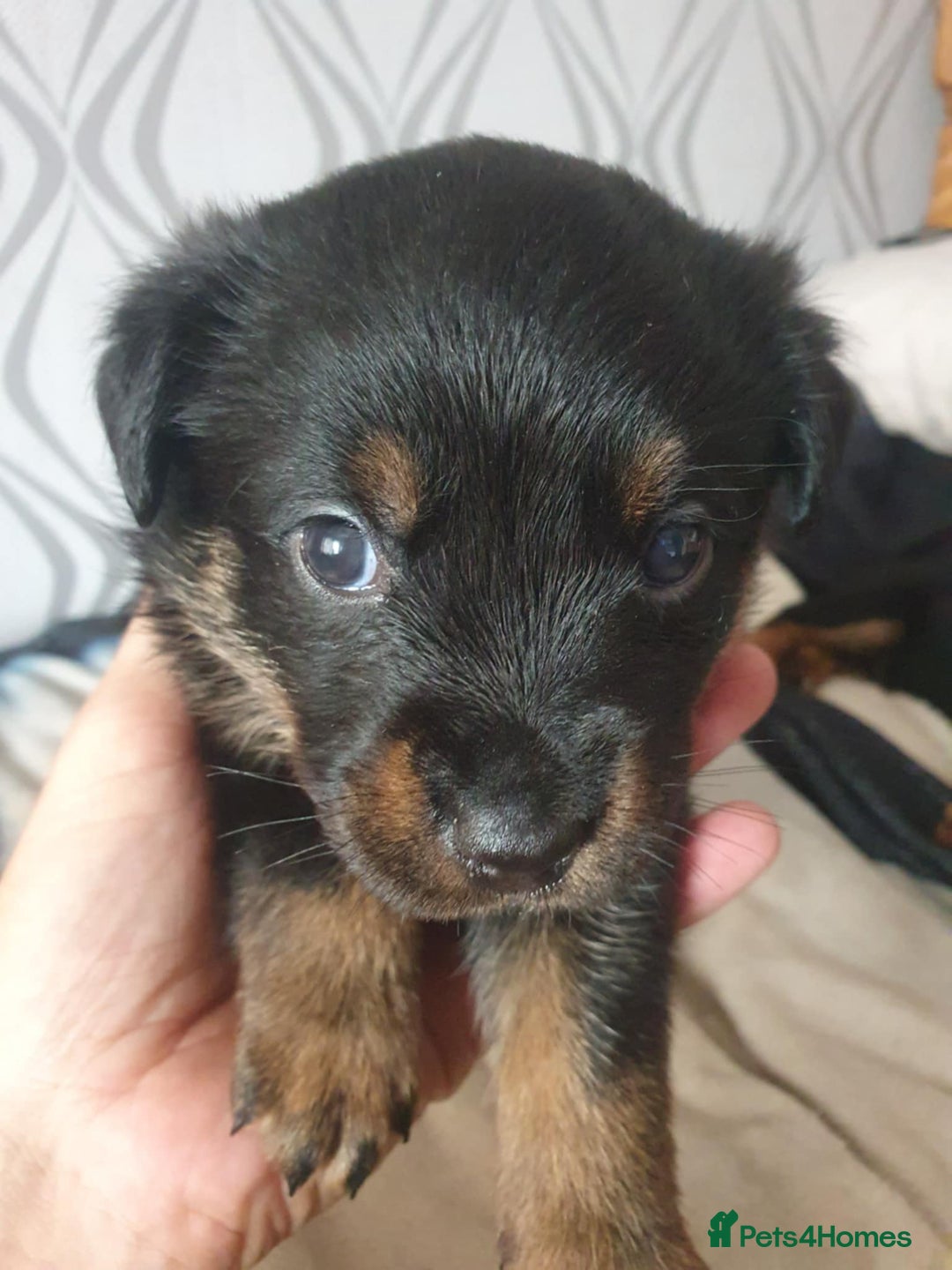 Mixed Breed dogs for sale: Last gorgeous girl for sale - Image 1