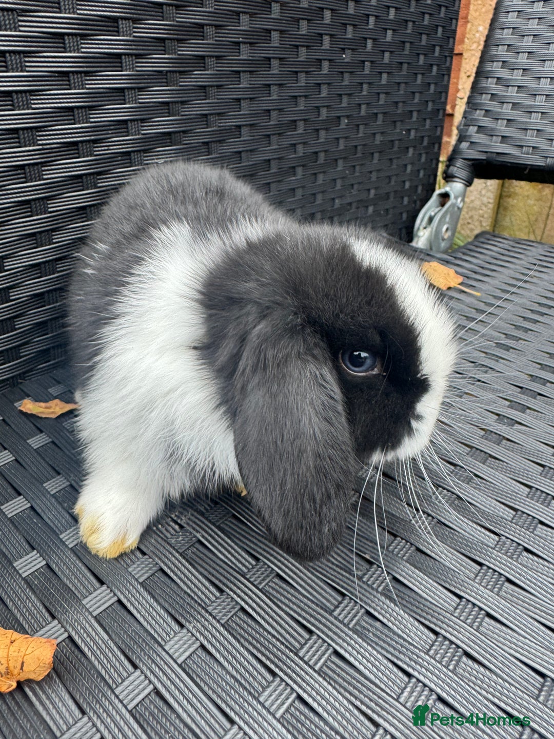 Mini Lop rabbits for sale: Pure mini lops  - Advert 5