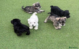 Schnoodle dogs for sale: Stunning litter of Schnoodle pups - Image 9