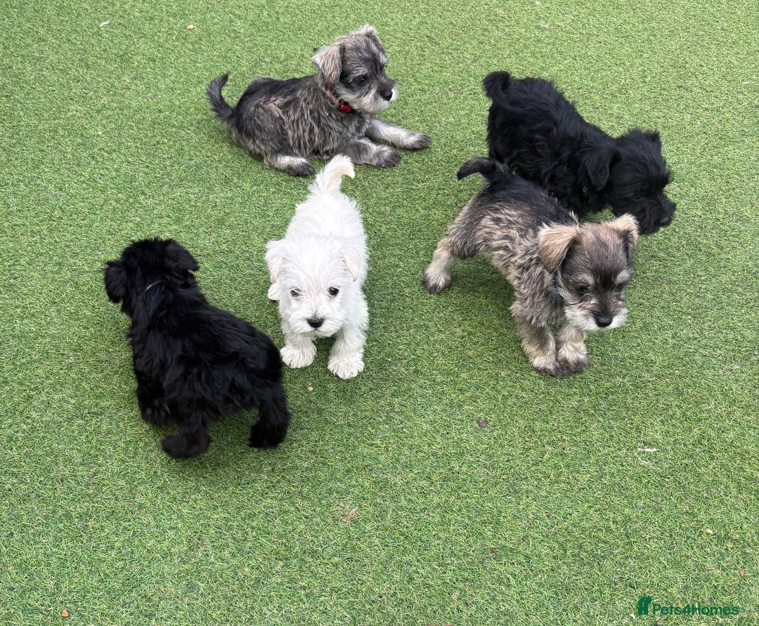 Schnoodle dogs for sale: Stunning litter of Schnoodle pups - Image 9