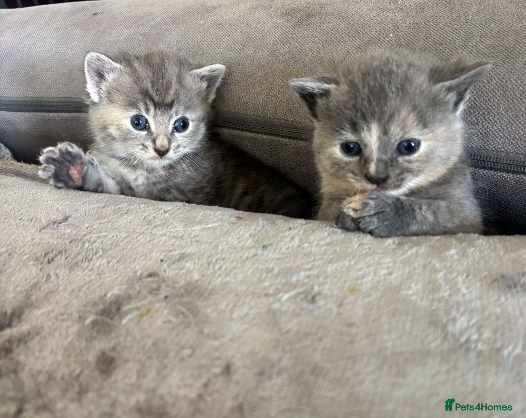 Siamese cats Fluffy Siamese mix kittens ginger or grey - Advert 10