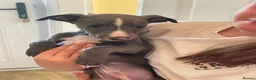 Whippet dogs for sale: Whippet pups  in Leyland - Advert 8
