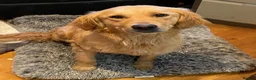 Golden Retriever dogs for sale: Beautiful Trained Golden Retriever Puppy - Advert 6